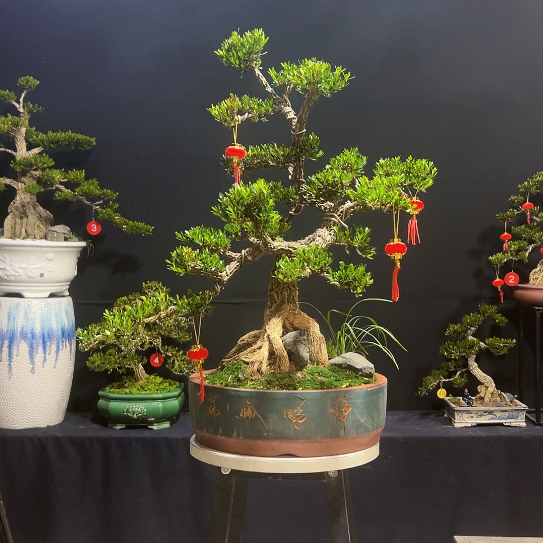 绿植皱皮黄杨木   盆景