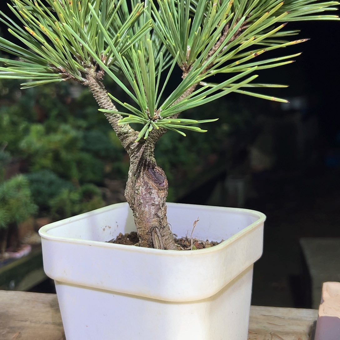 无花朵健健康康快快乐乐