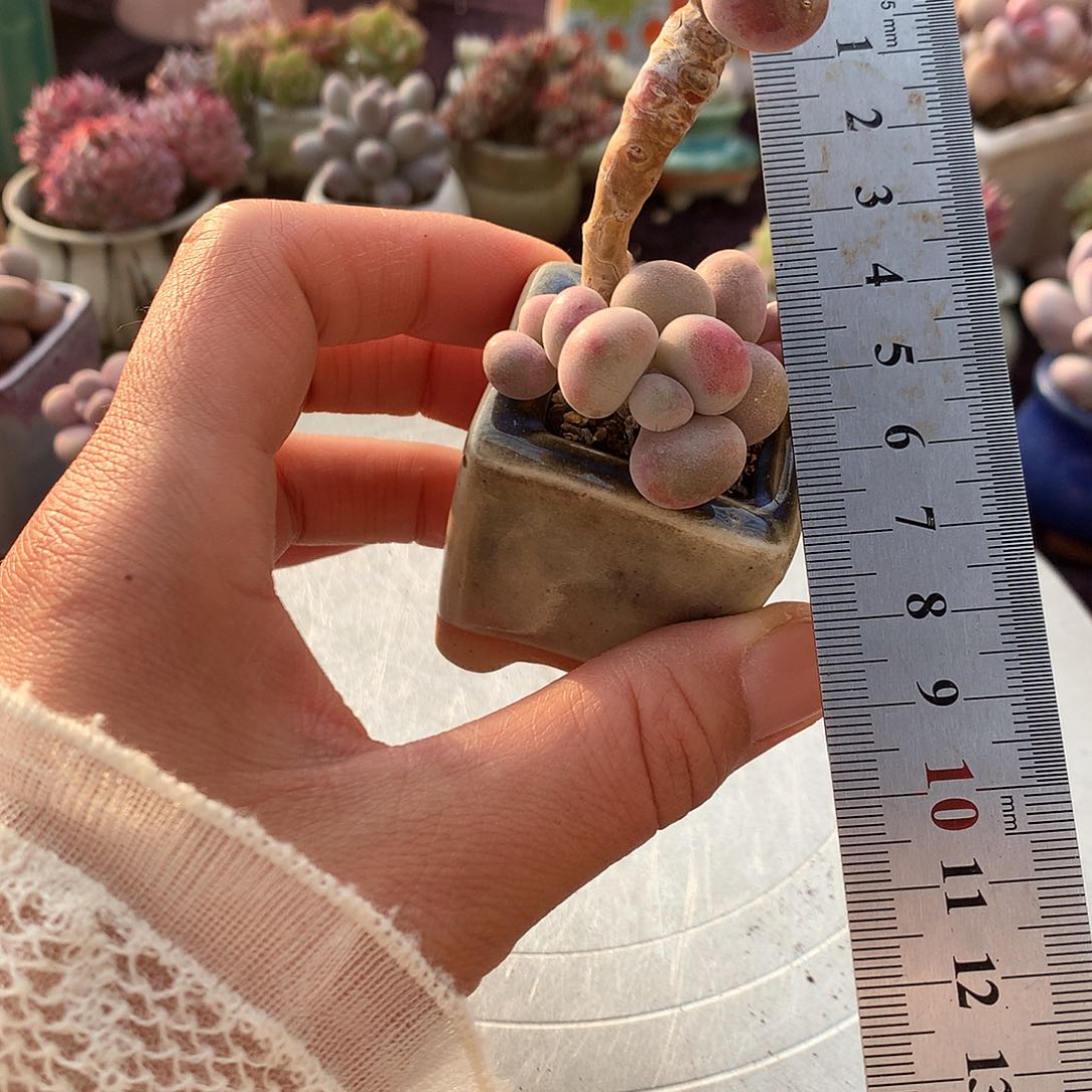 36号带盆偏远地区不包邮的