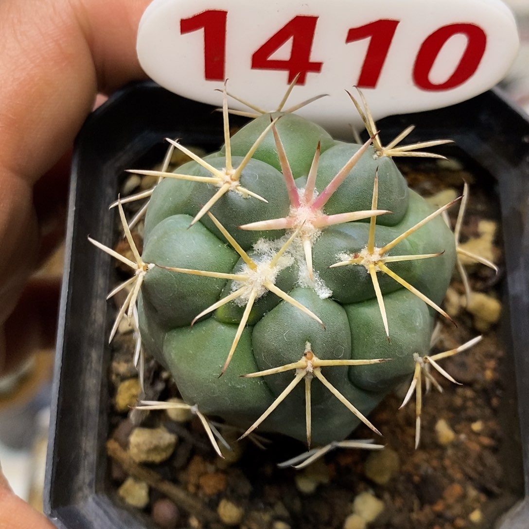 1410福利特价来了哦