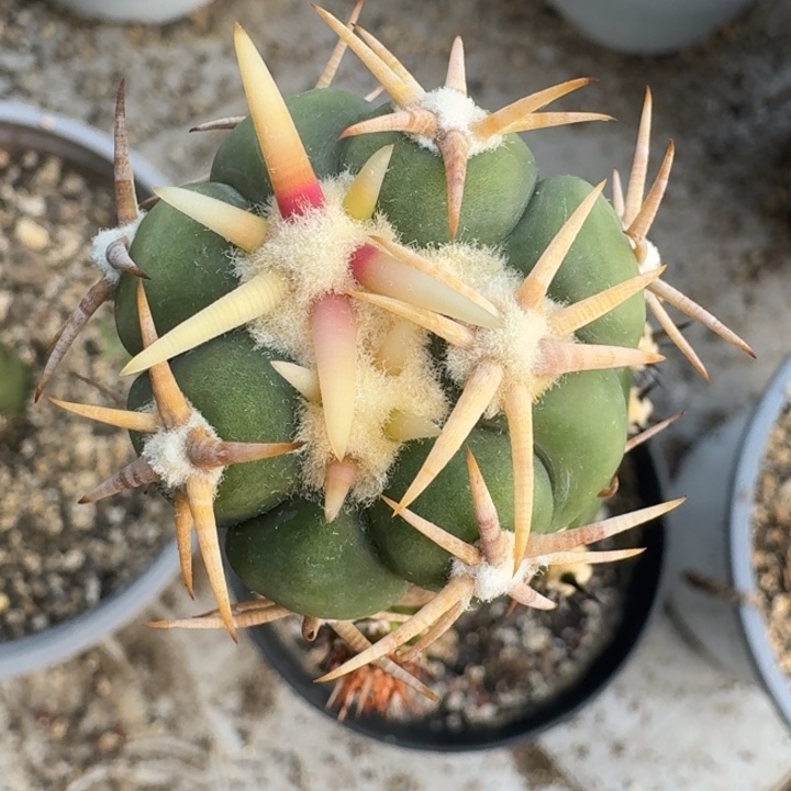 纯白刺翠平苗接仙人球