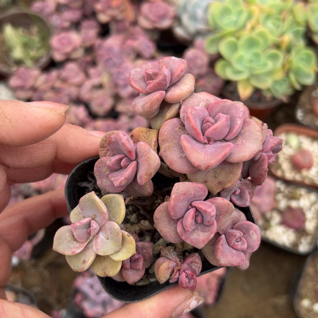多肉植物多肉植物