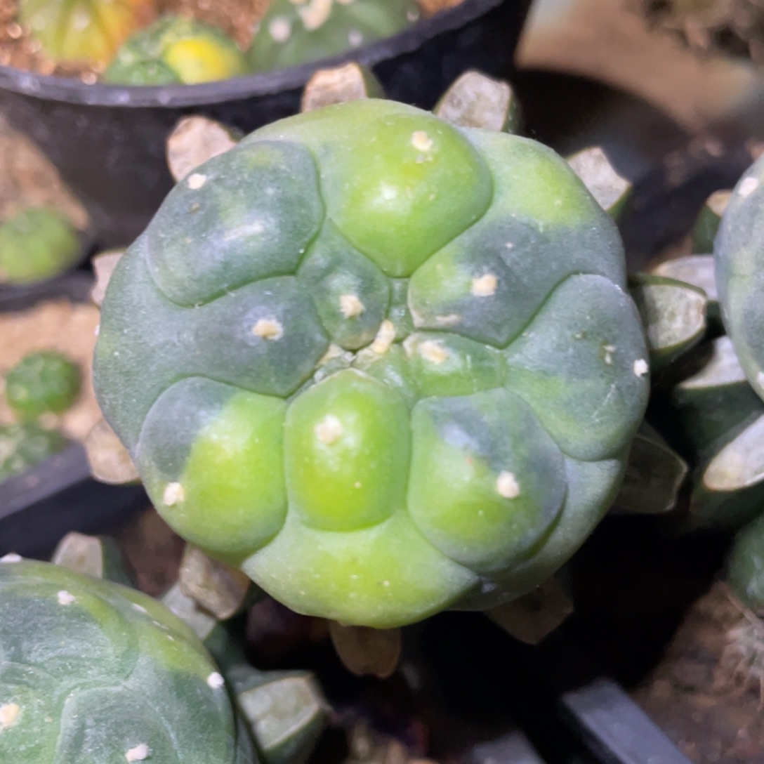 全部花朵乳突大犹银锦