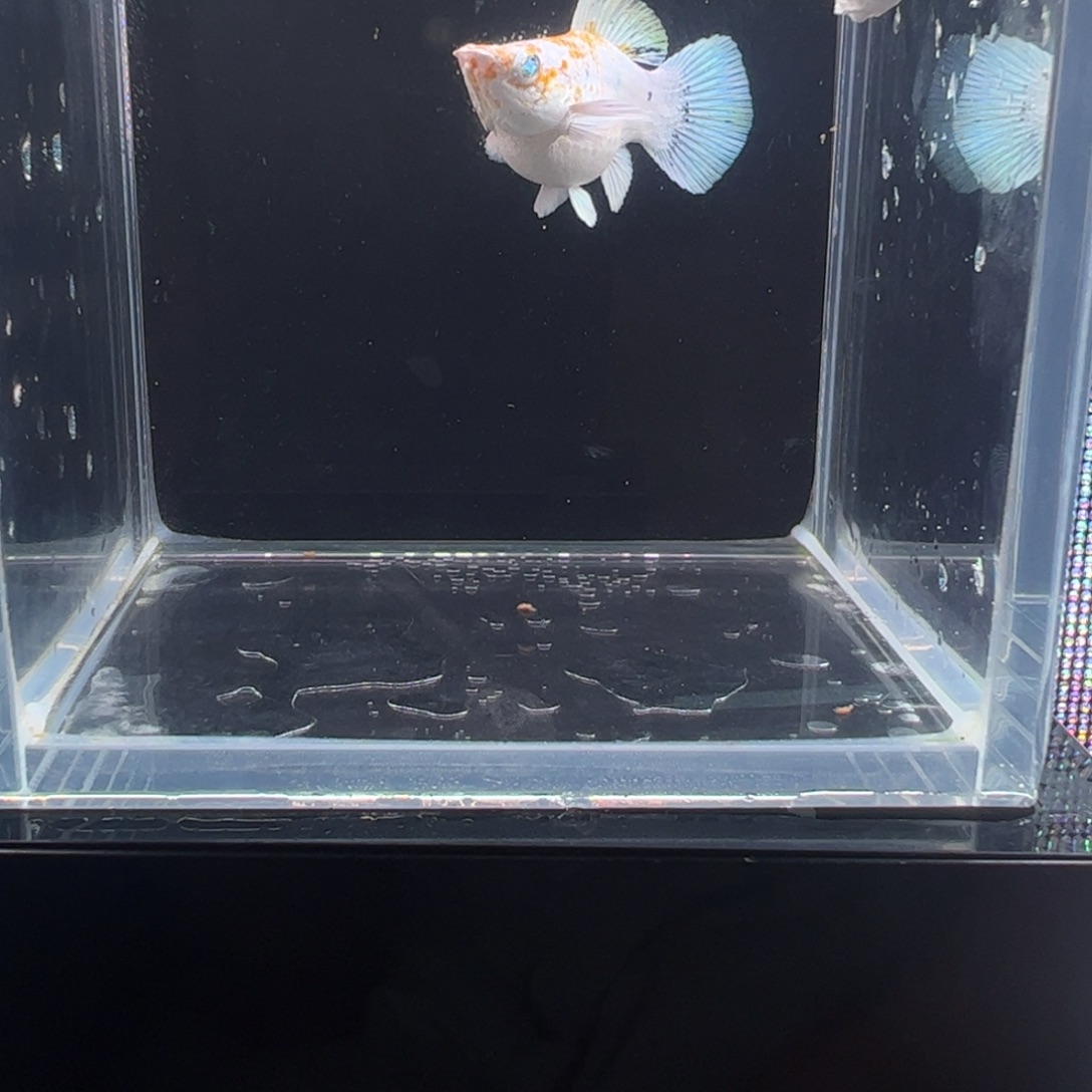 黑玛丽鱼三色皮卡丘种鱼一对