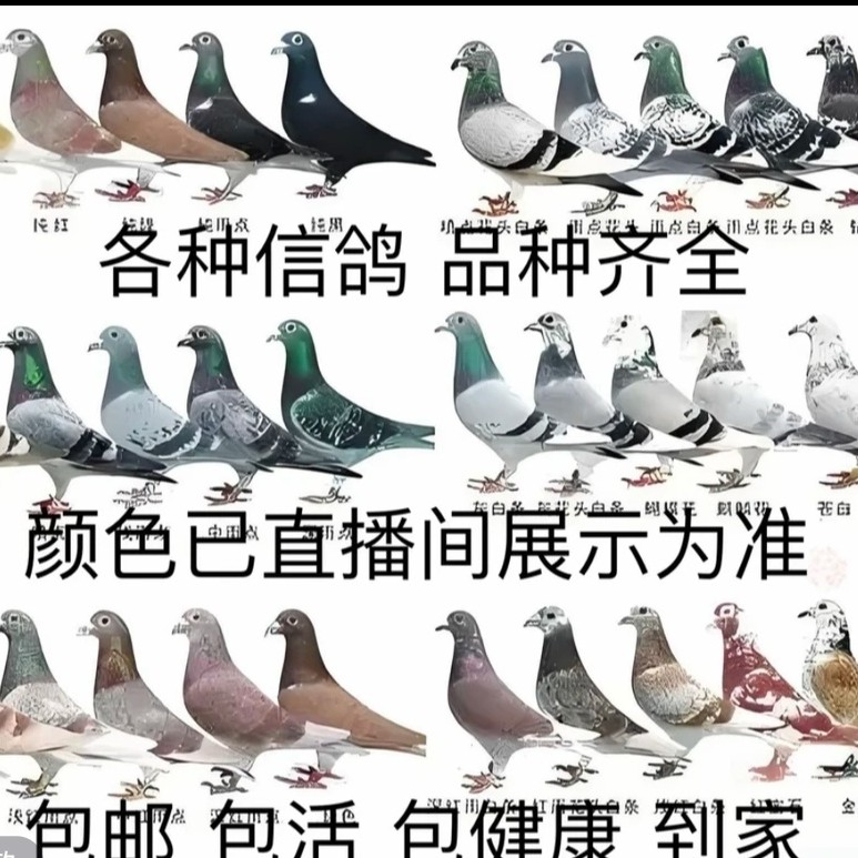 异色鸽麒麟花信鸽原环种鸽赛鸽成绩鸽