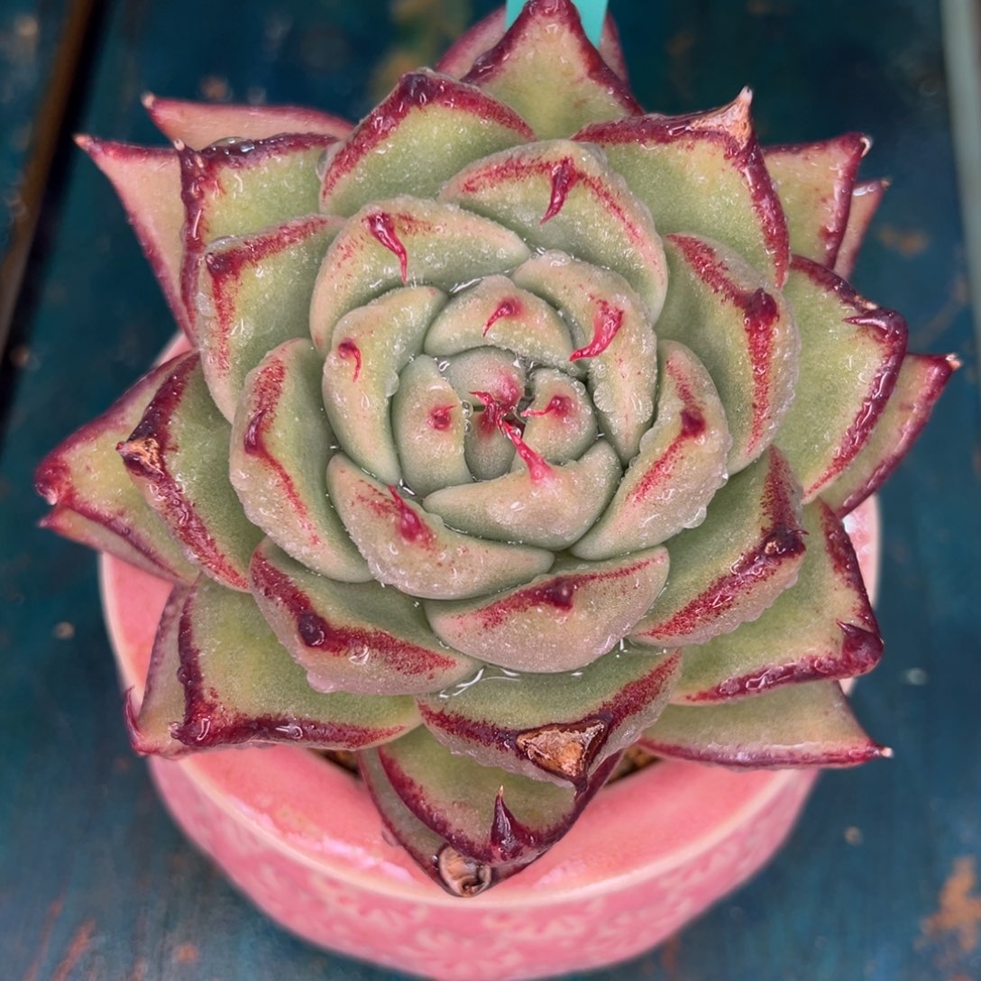 从前慢多肉精选编号0115.256