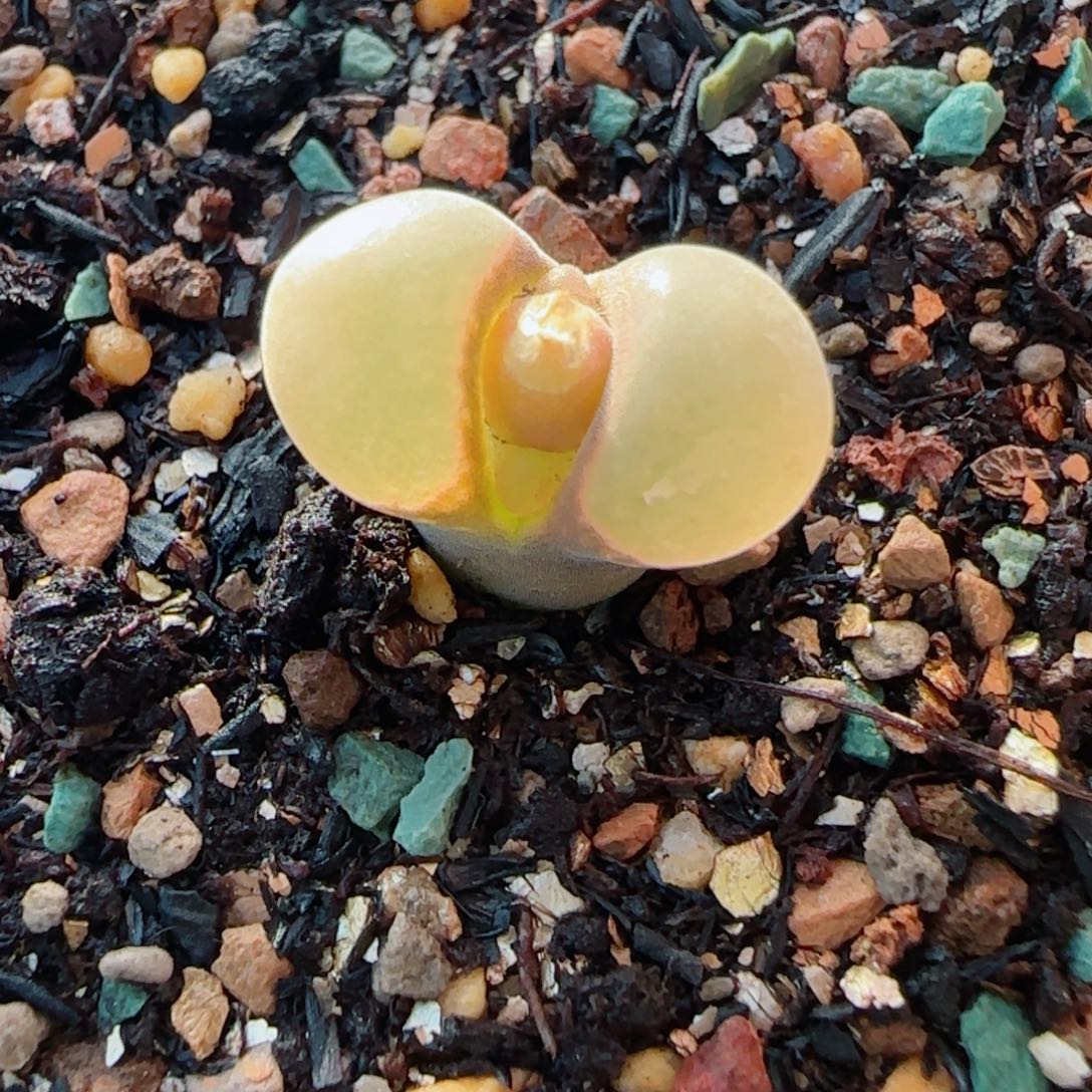 多肉母本B23一颗24号