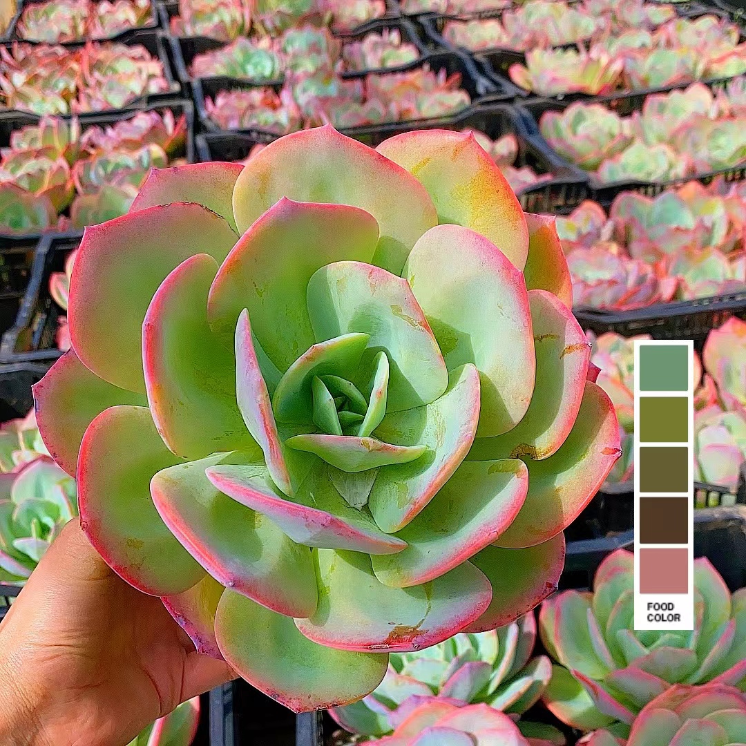 血凤 11月24日新品 单头起 脱土发 多肉满15包邮直播间展示为准 