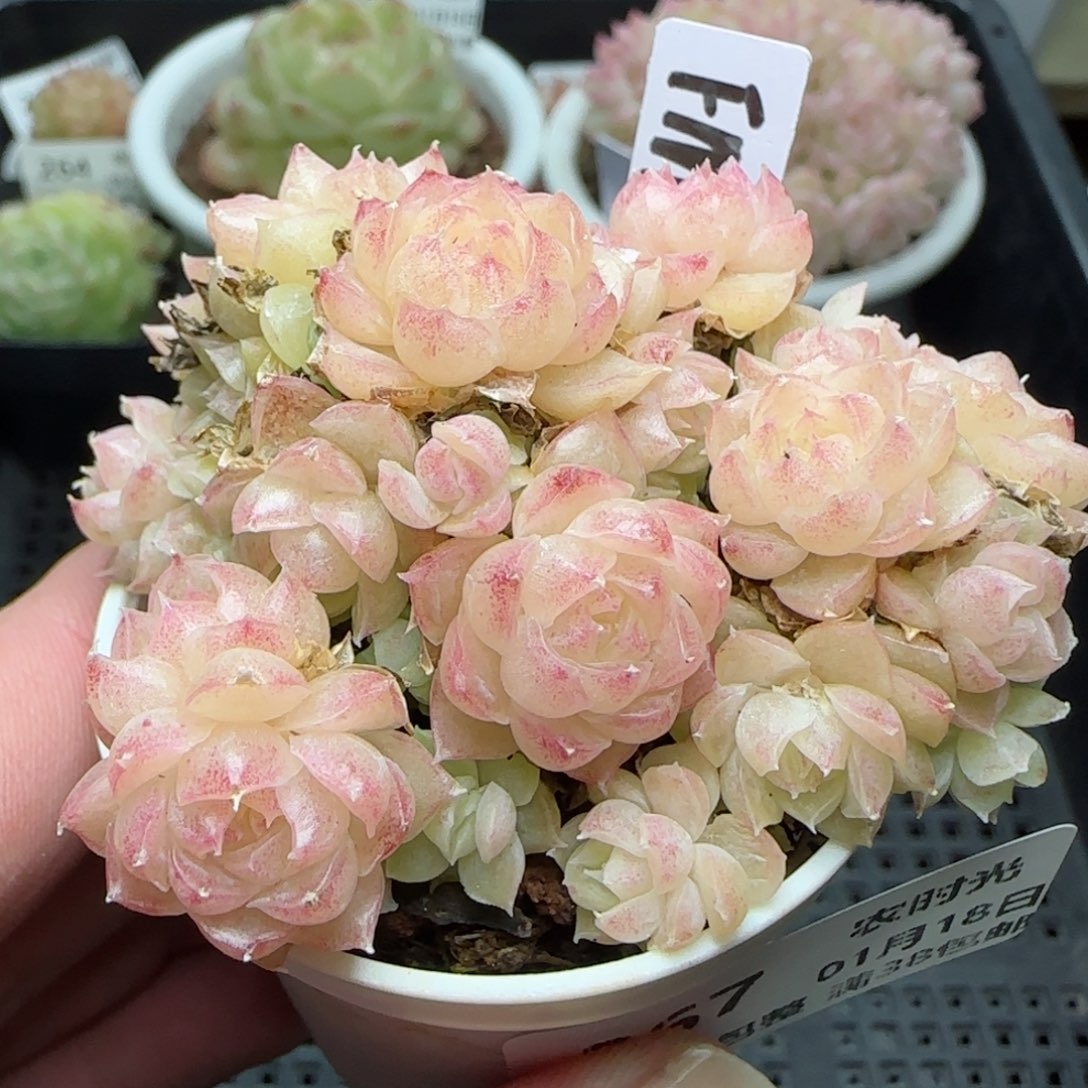 0118-267（FM-59-2）