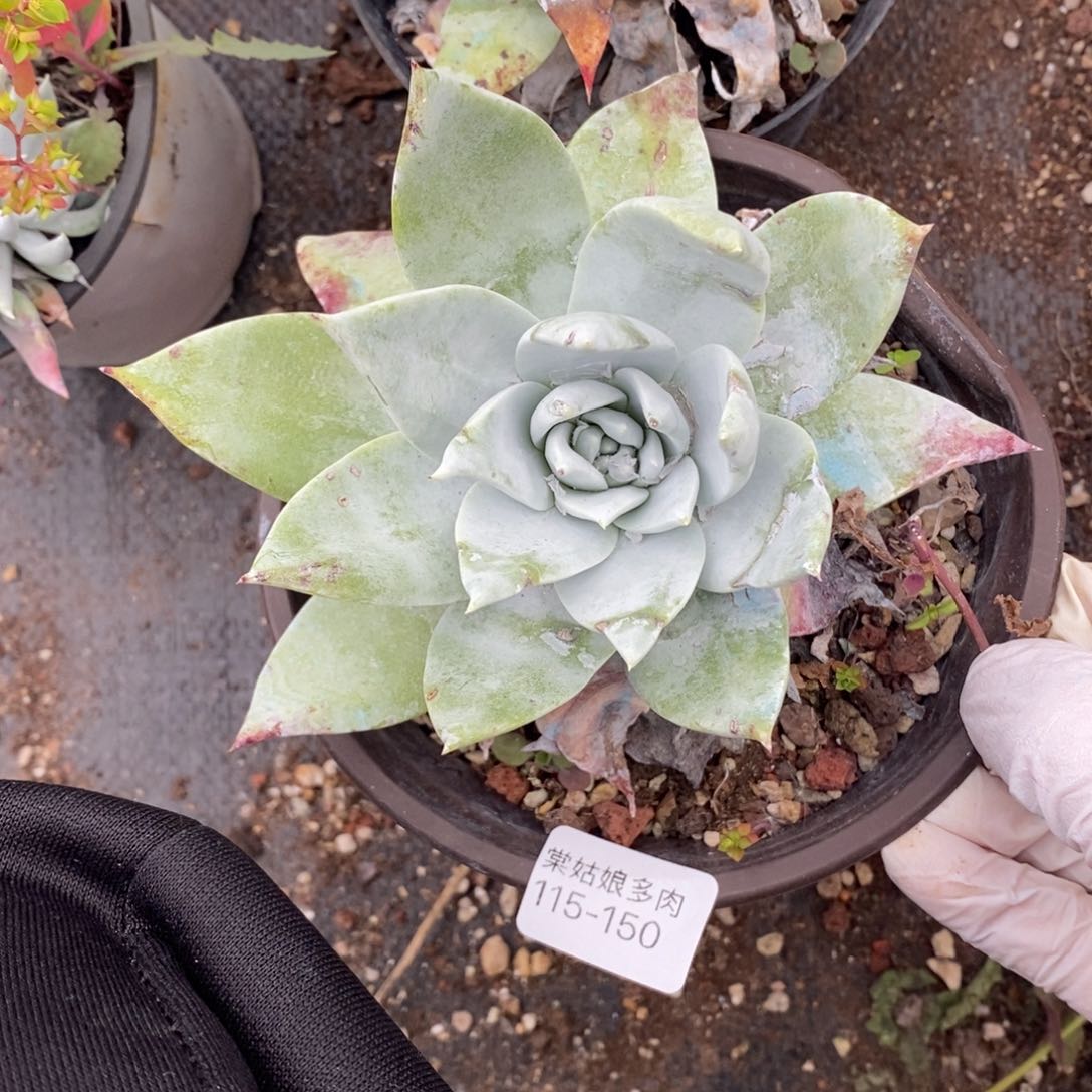 150号普西小可爱呀