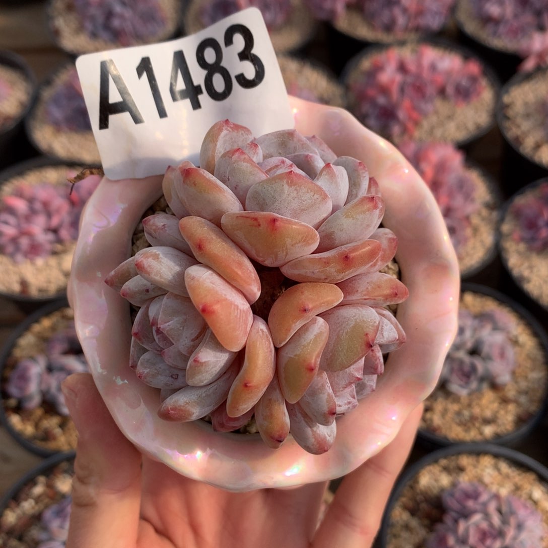 A1483 橙梦露自然群 7cm 十九号多肉铺