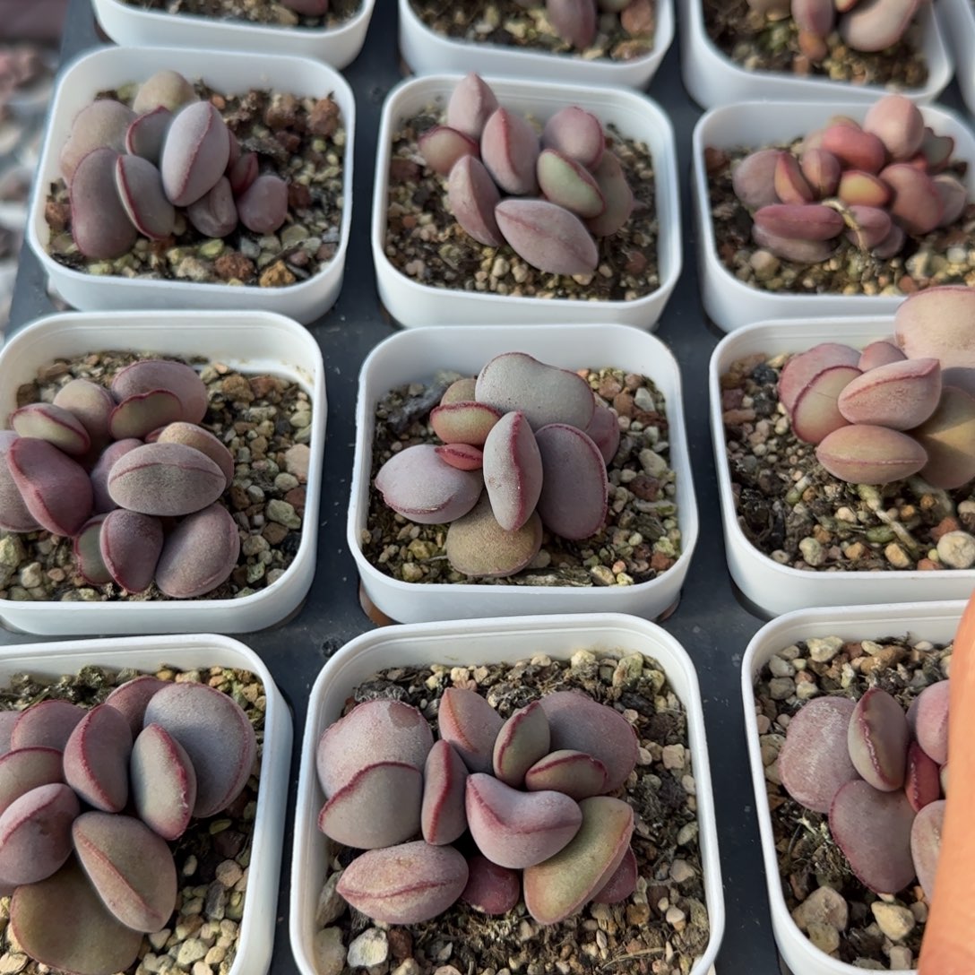 单颗白肌红蛋量拍链接