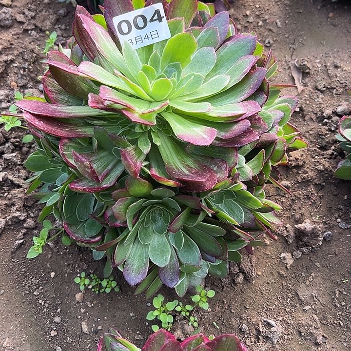 3.4-4万花筒多肉