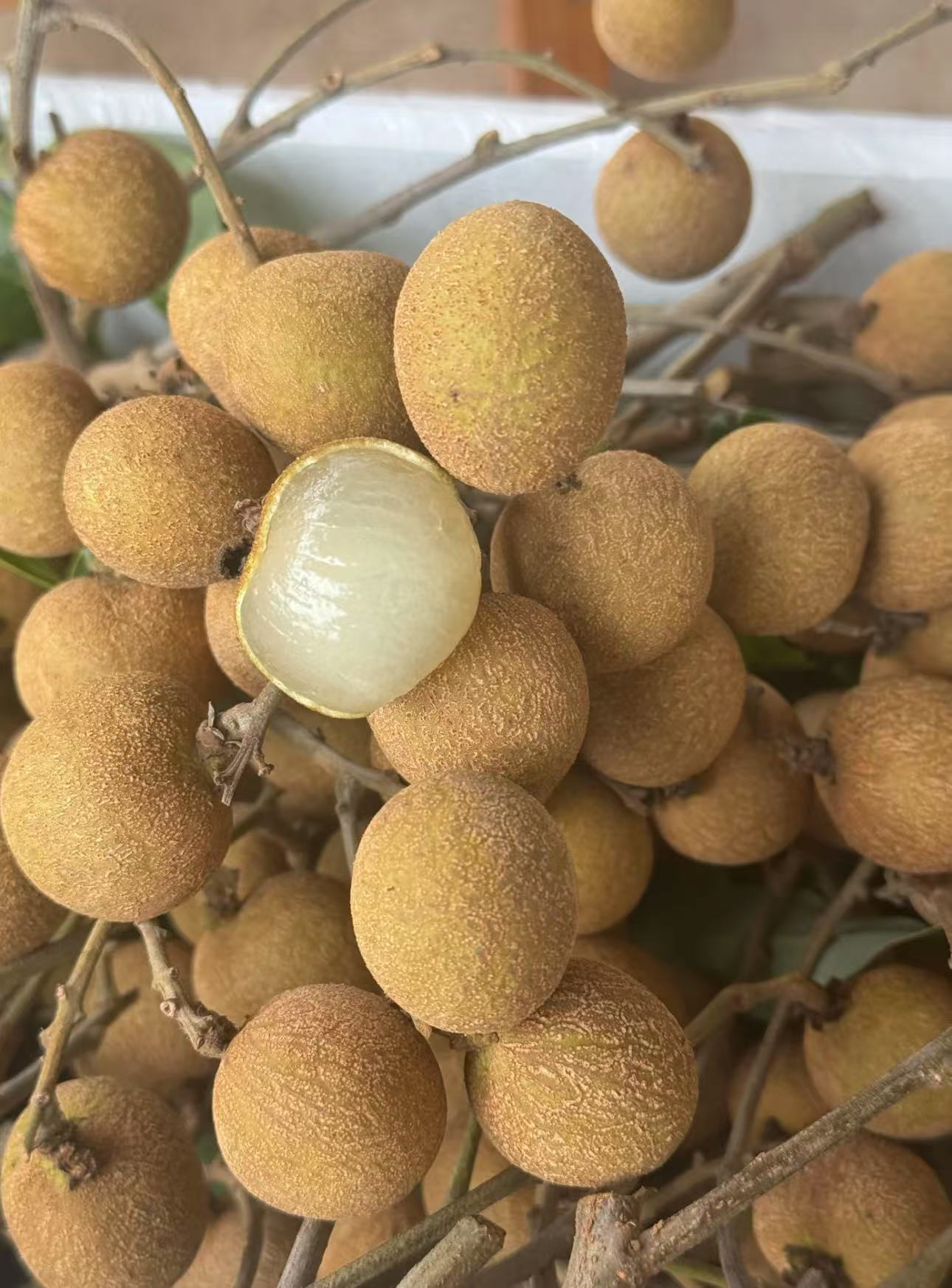 高州茂名储良龙眼 （百年老树果）【顺丰京东包邮】桂圆