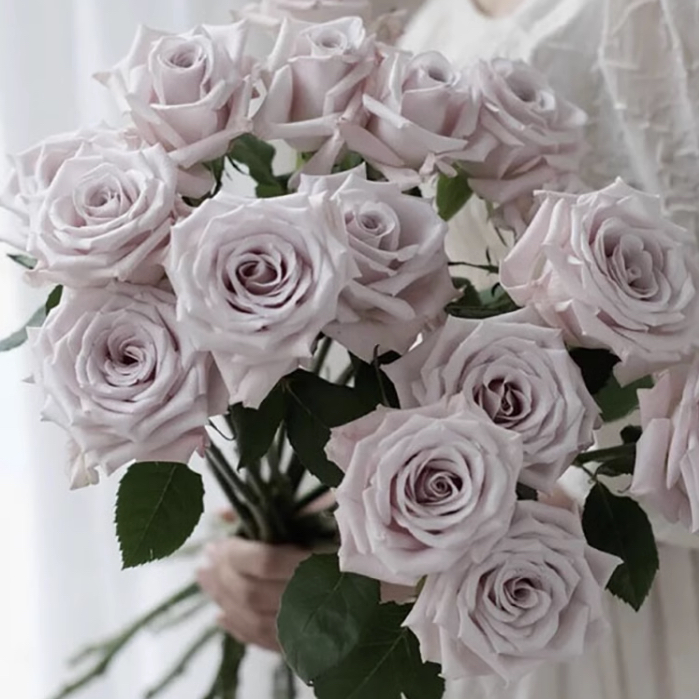 曼塔 直立切花复古灰色调多季开花玫瑰花苗盆栽