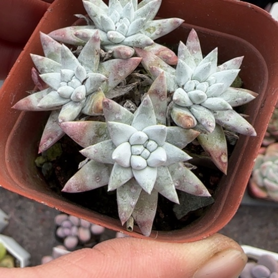 153白菊多肉植物多