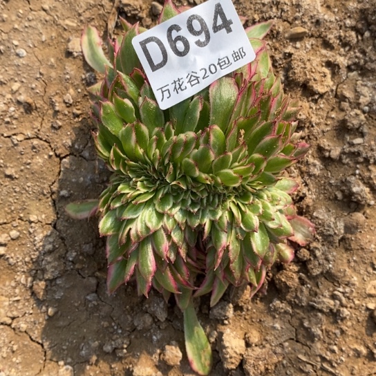 694粉黛缀多肉植物