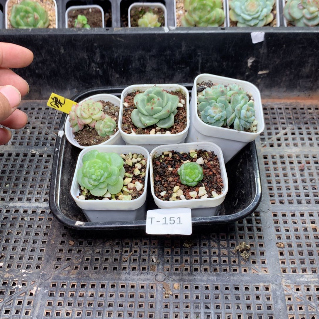 ****素无花朵T151月英语英语