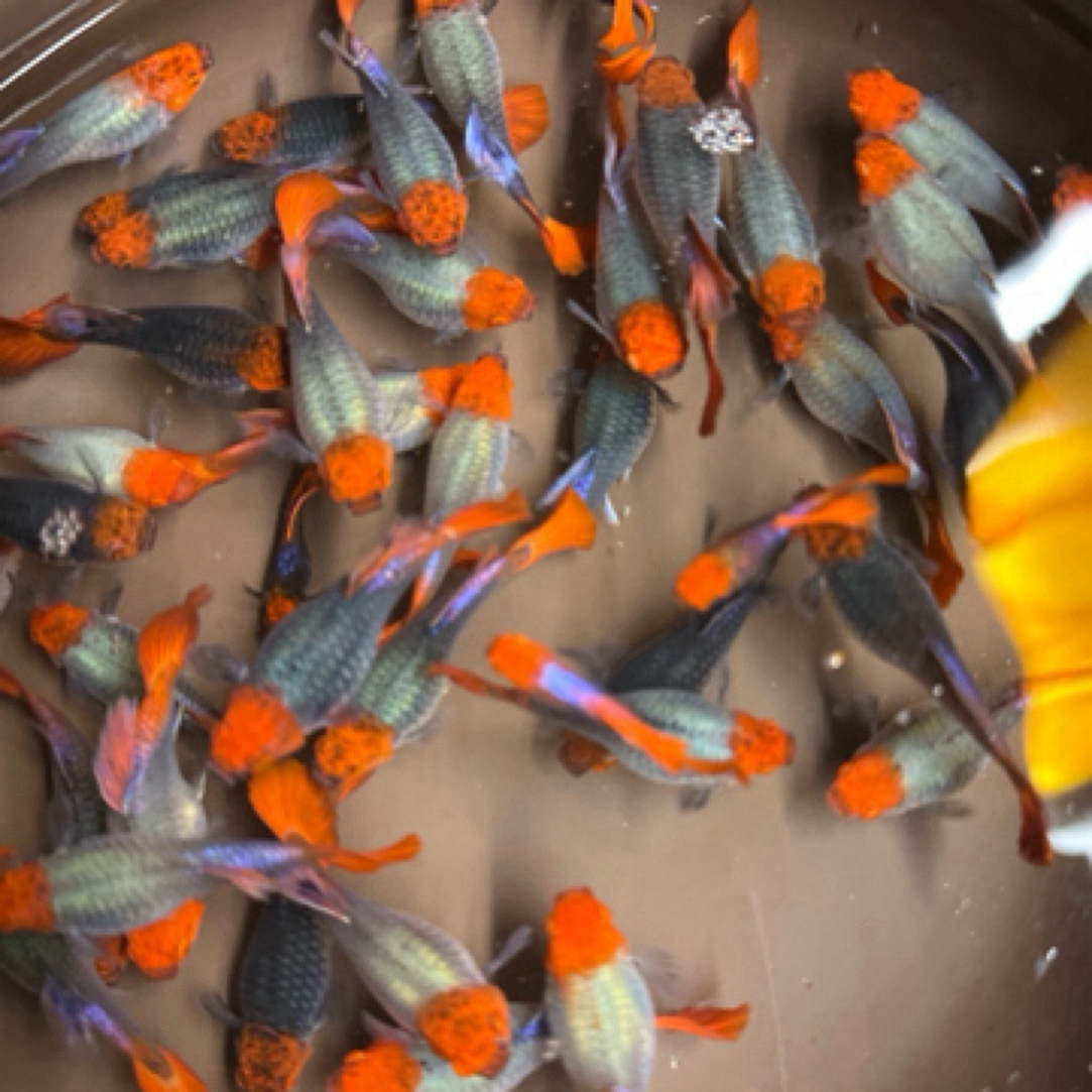 直播间福利精品孔雀鱼深海蓝贵族小红帽种鱼（入缸后不包损）