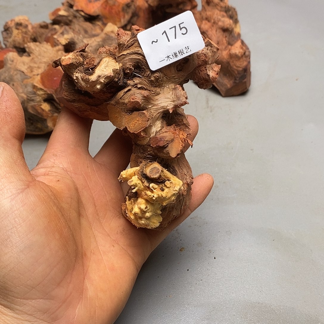 風***唐无花朵         175