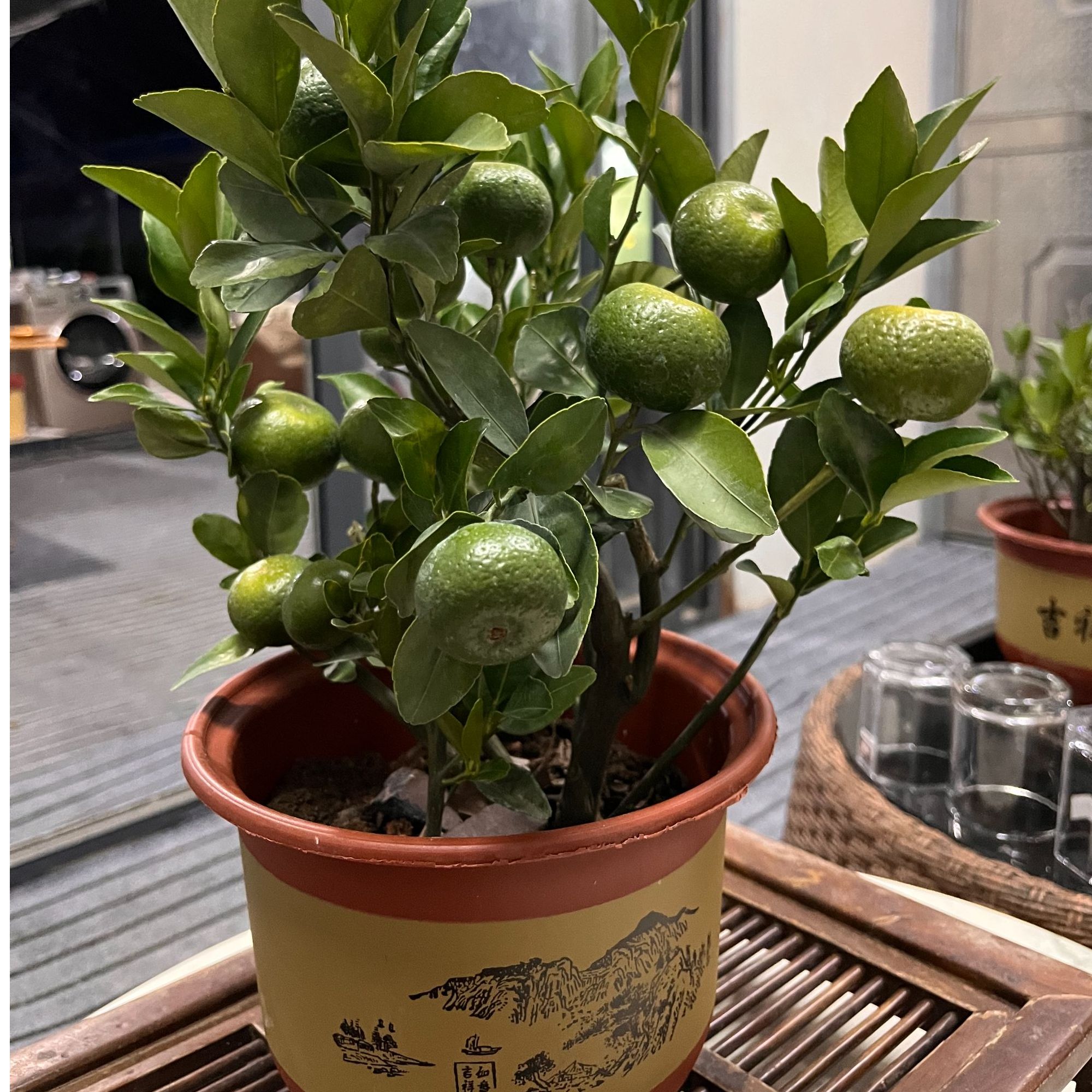 绿植一物一拍包邮到家