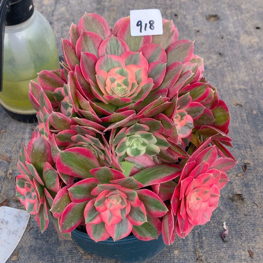 918粉女郎精品法师多肉