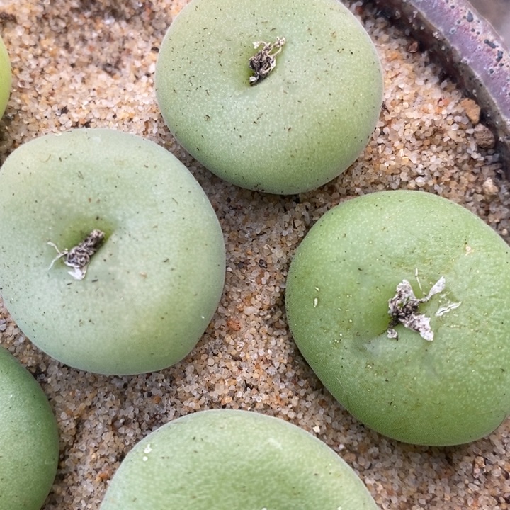 大孔卡佛1颗一颗