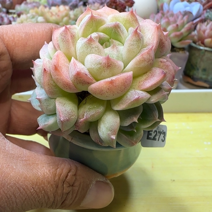 E273一物一拍多肉植物
