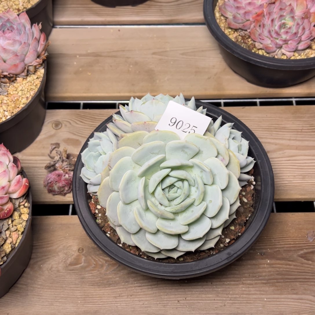 兜****?9025肉多哦哦肉多哟多哦哟肉