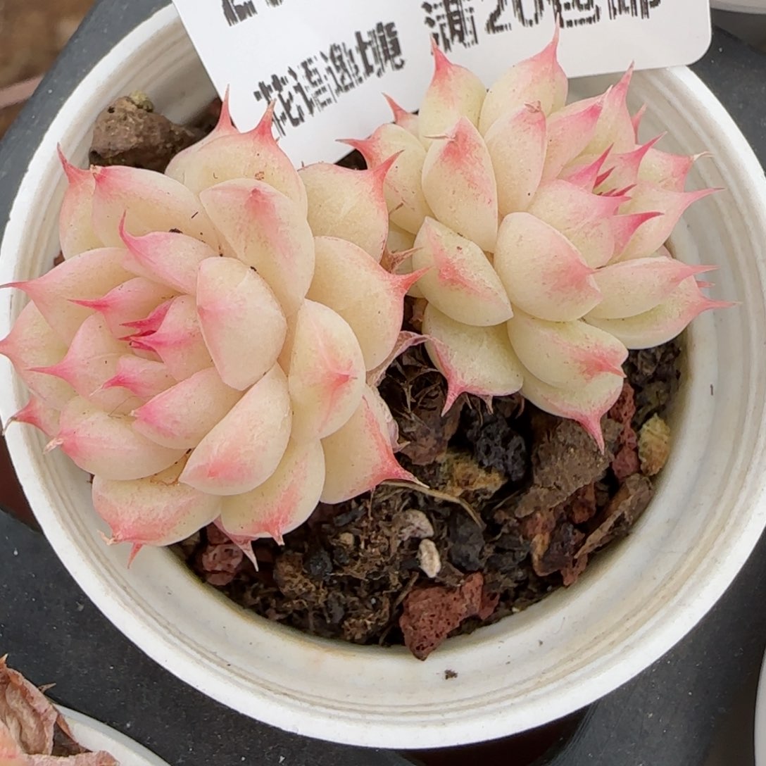 花语逸境0210-291