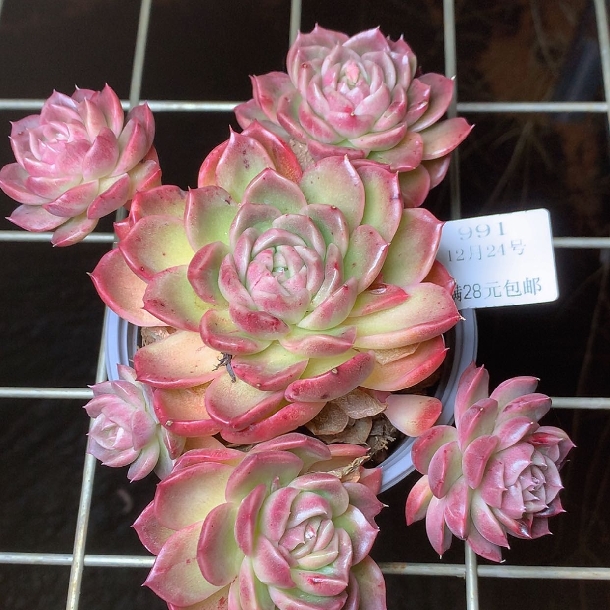 【闪购商品】云991