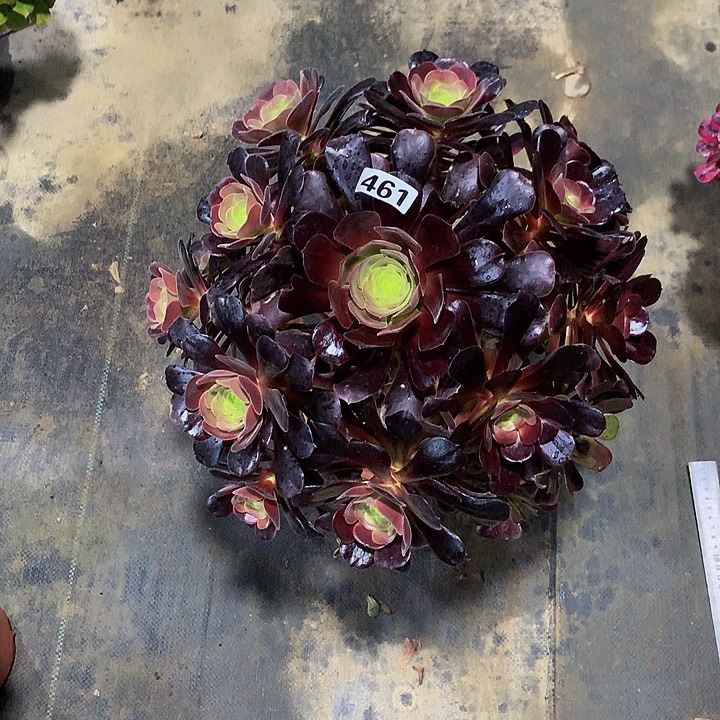 美*多肉欧紫4610000