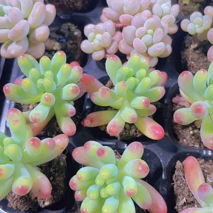 乙女心【满10颗包邮】