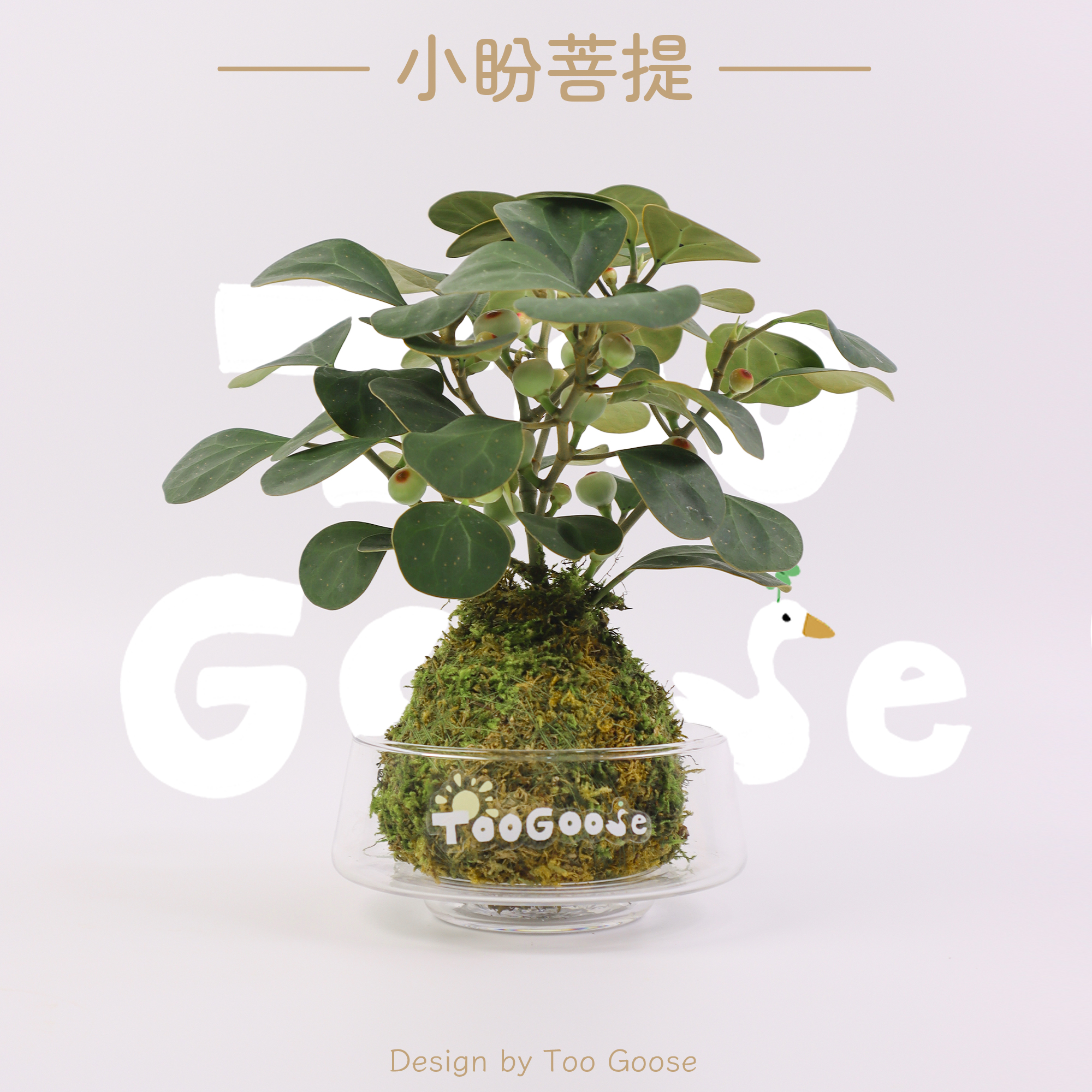 【呆鹅家-小盼菩提】苔藓球盆栽盆景菩提树桌面摆件室内办公桌