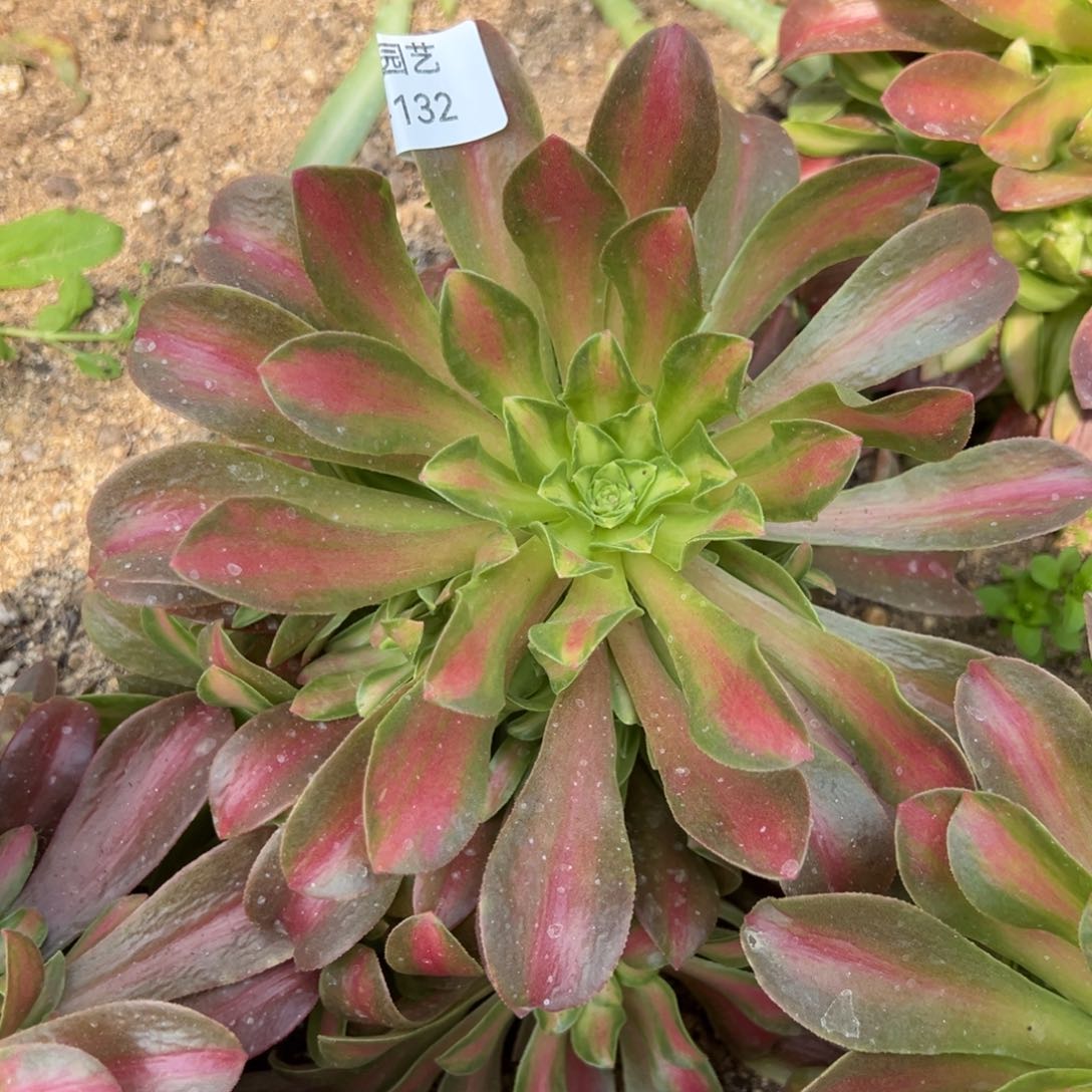 桃夭中班手捧多肉植物132