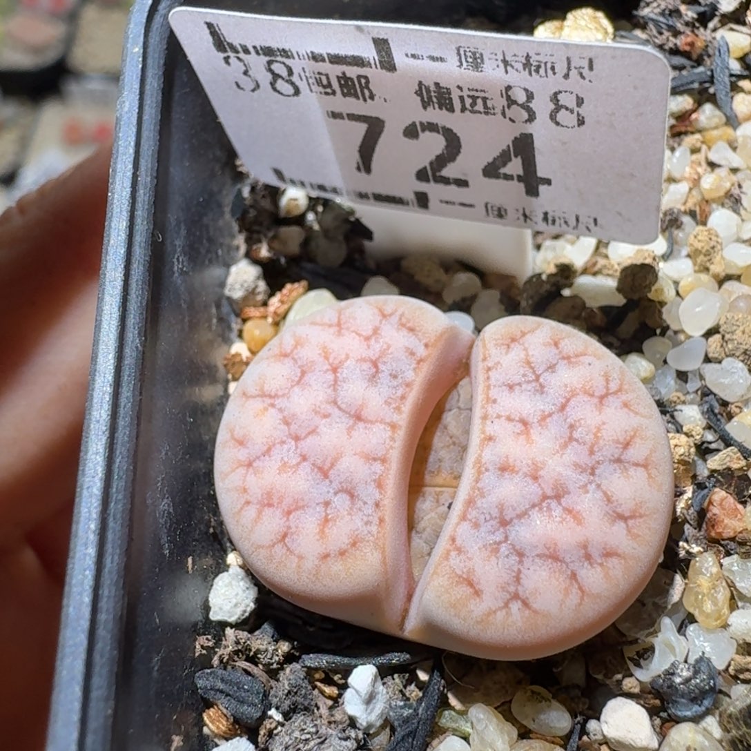 Sss精品清货价724