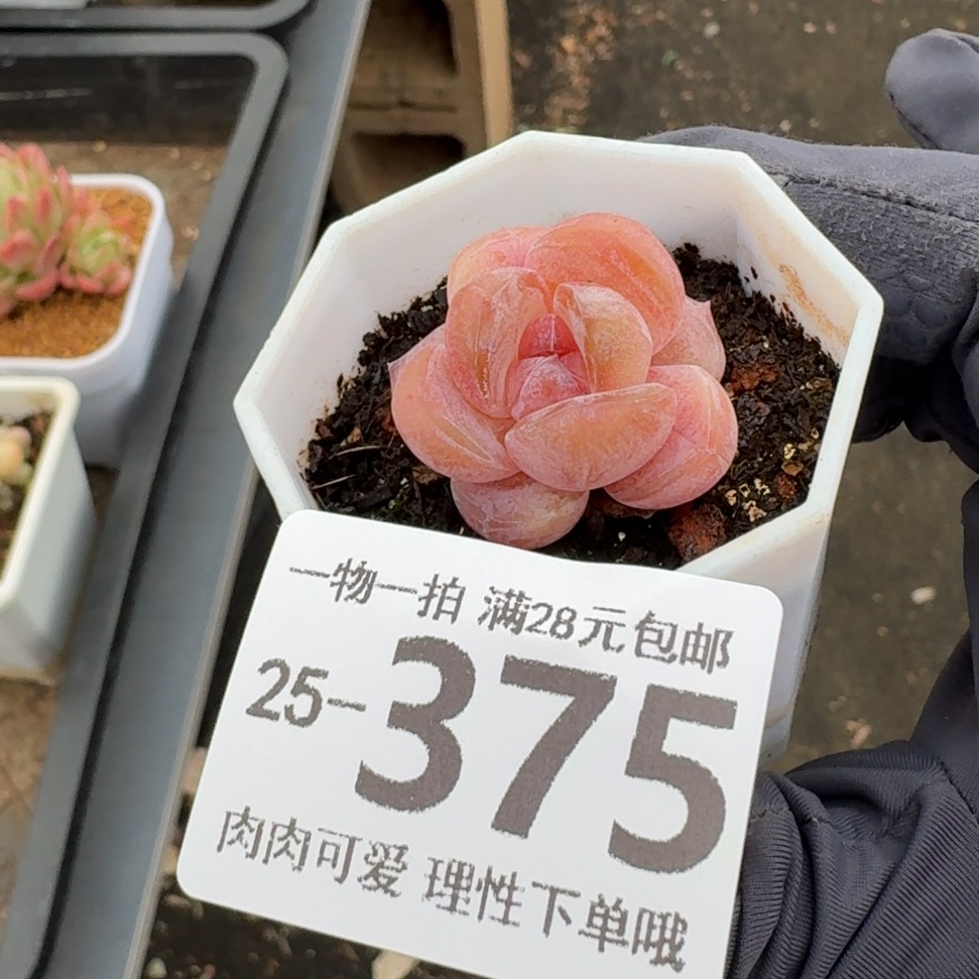 玉兔无盆土发货无