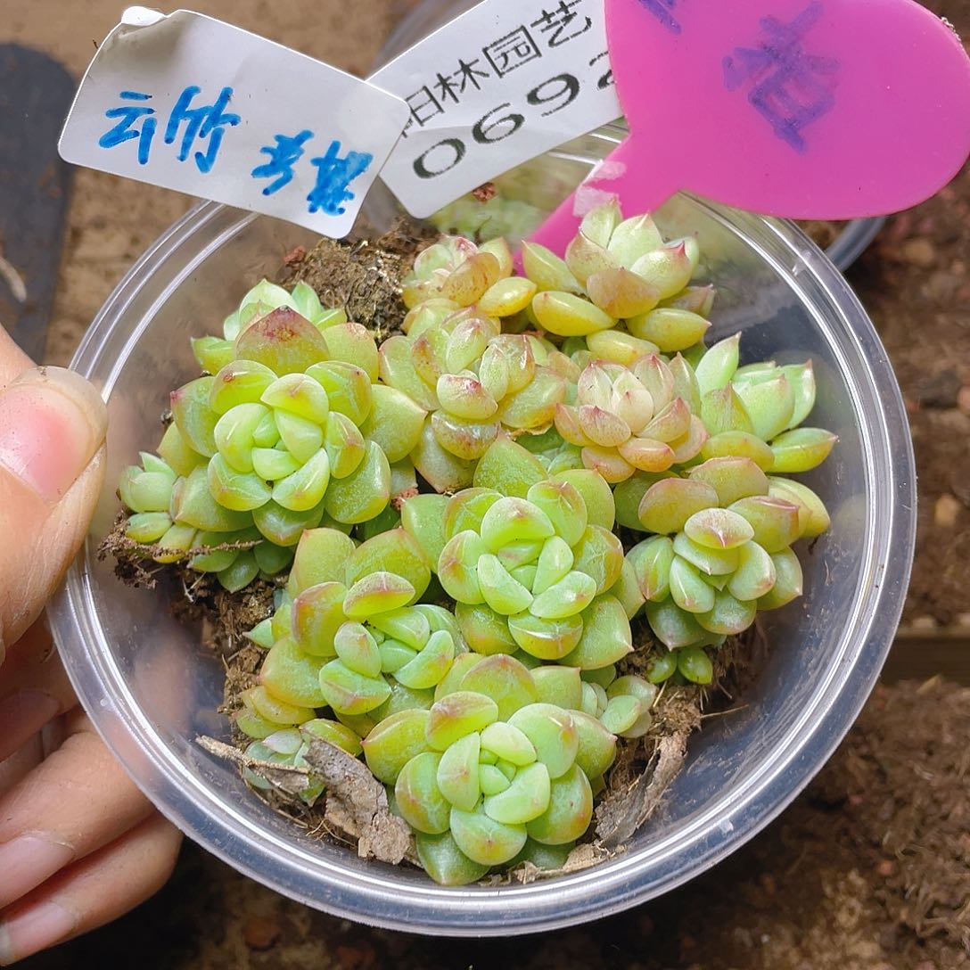 量拍多肉植物多肉植物692