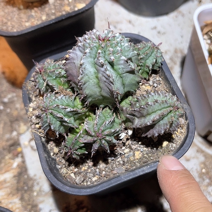 满38包邮2天凑单，脱土晾根发货多肉植物魁伟玉