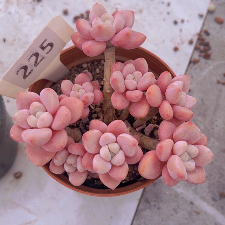 健健康康平平安安