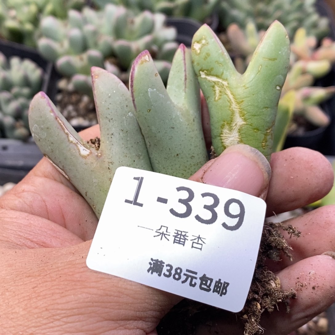 566866686685585688658