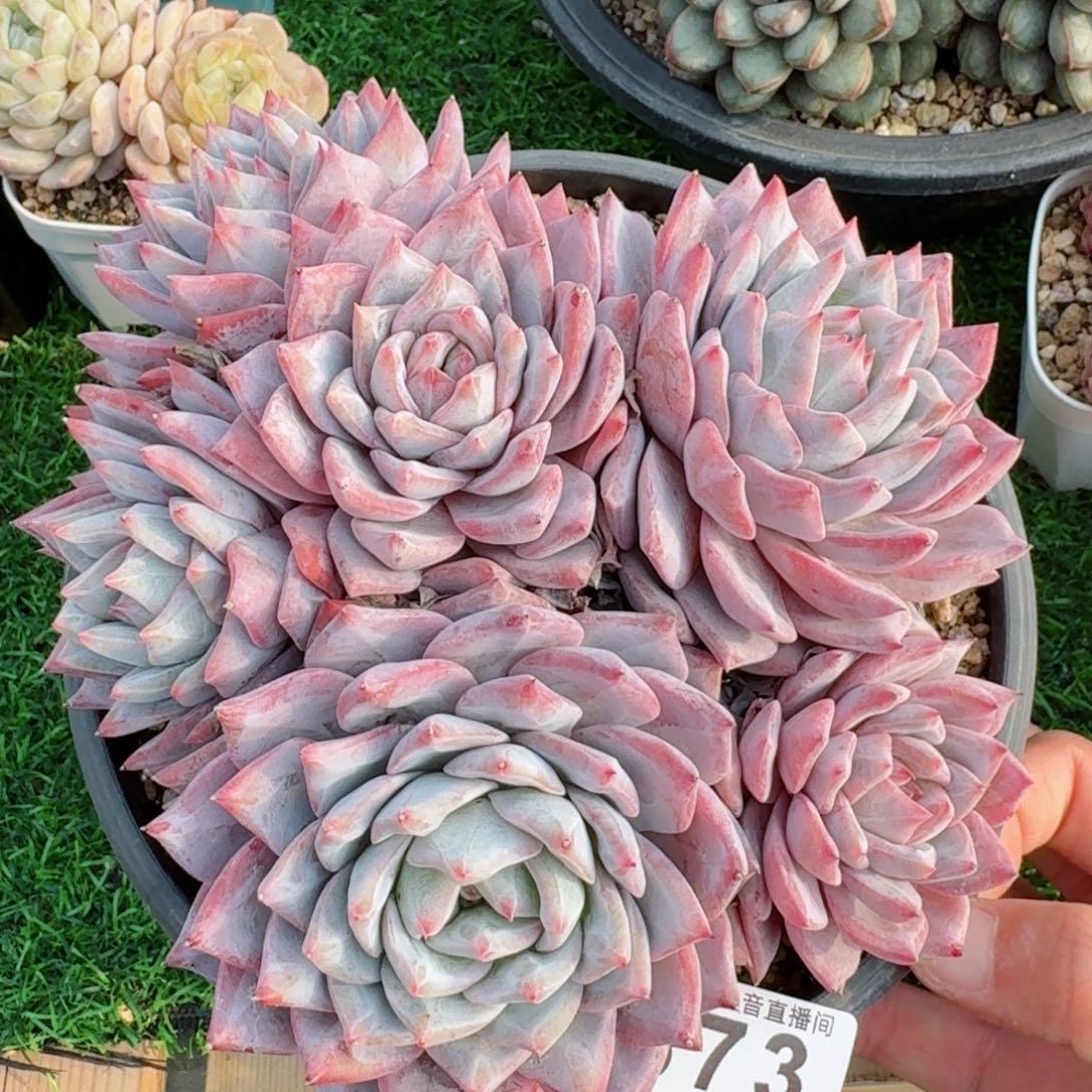 粉蓝鸟群生         多肉植物