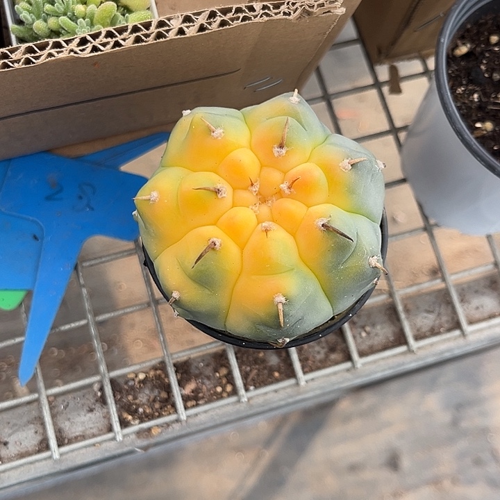 用***9我也不知道我为什么要这样