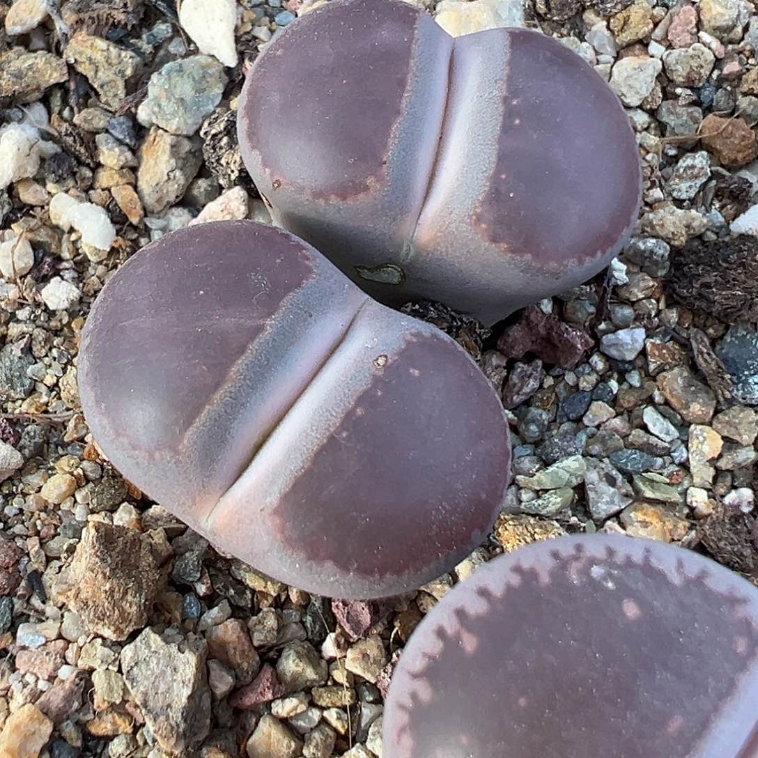 1020 生石花福利炸