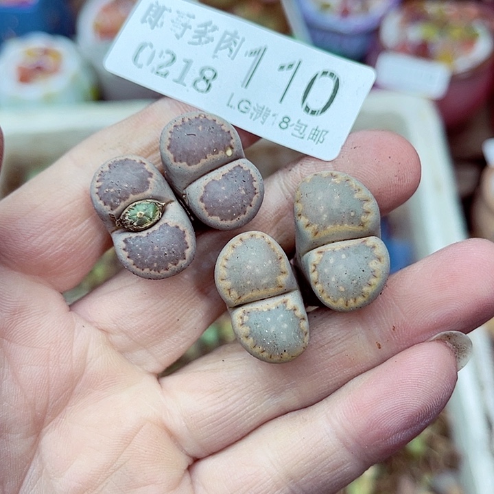 郎哥多肉生石花18-110