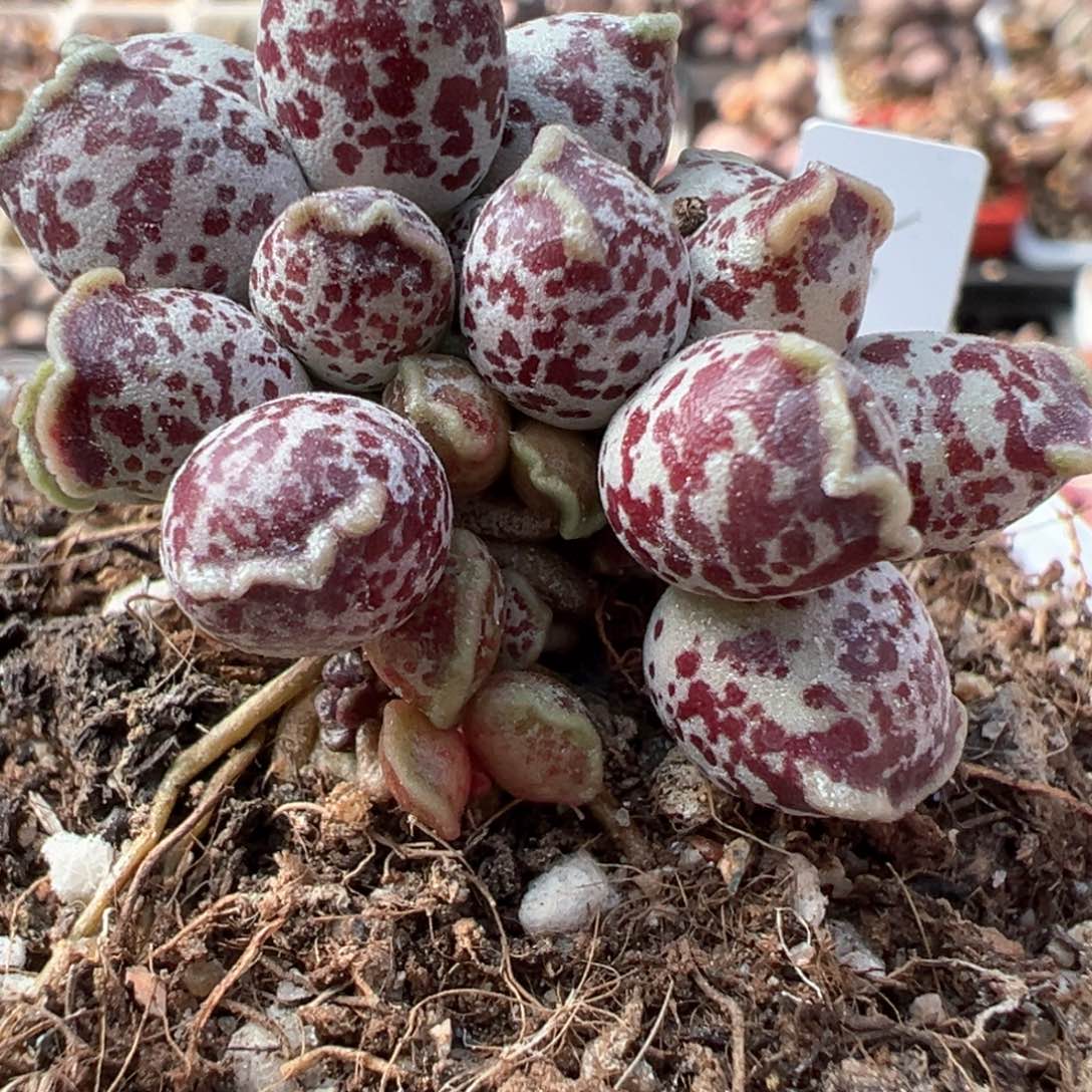 达摩海豹多肉植物水泡