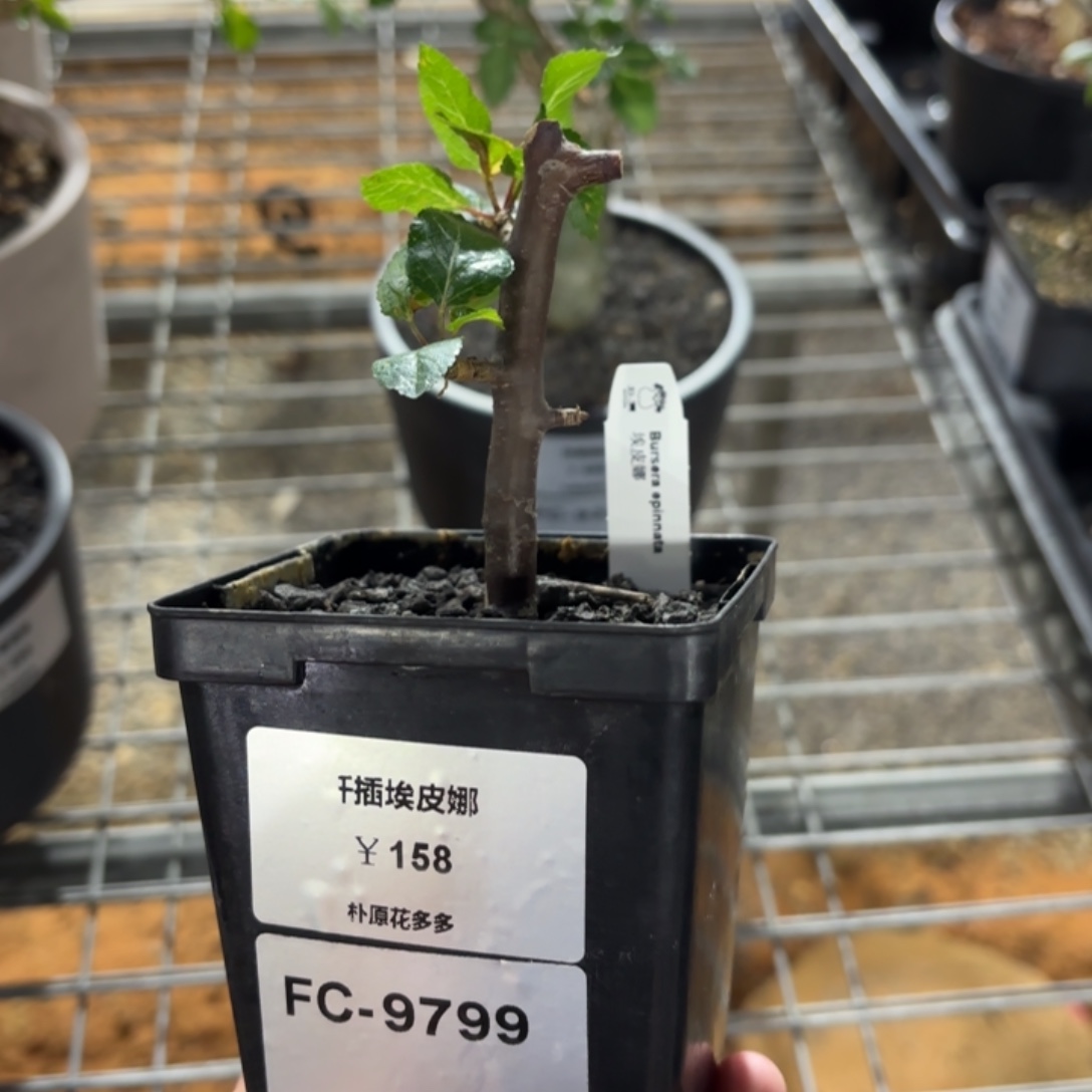 扦插埃皮纳FC-9799. 