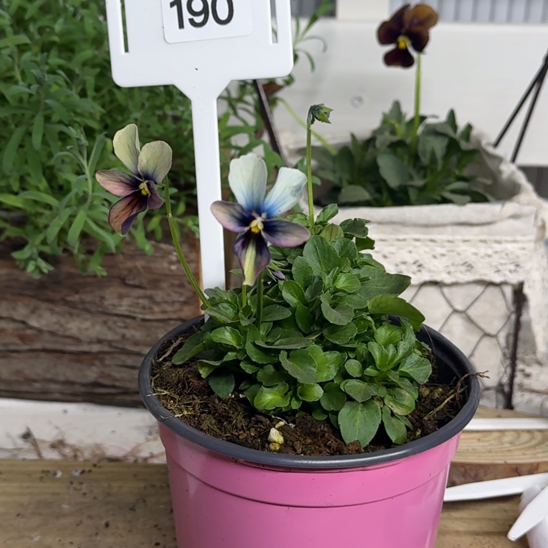 全部花朵1210 抖音一物一拍190号