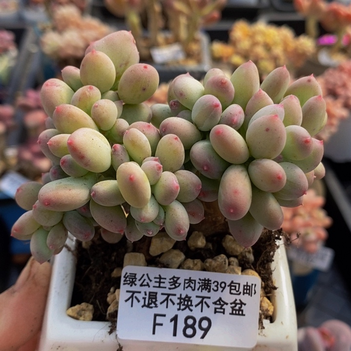 苹果奶缀8cm189多肉植物