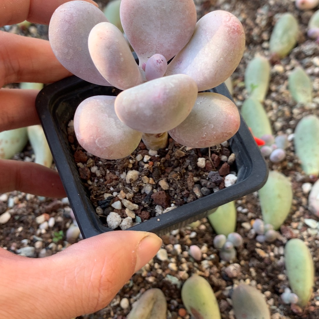 黄金鸡蛋大叶奶多肉